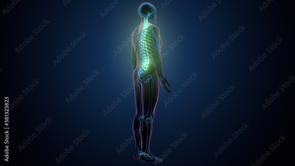 3d render of human body spinal bone anatomy
3d render of human body spinal bone anatomy