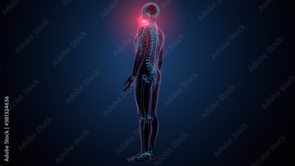 3d illustration of human skeleton skull mandible bone anatomy 3d illustration of human skeleton skull mandible bone anatomy