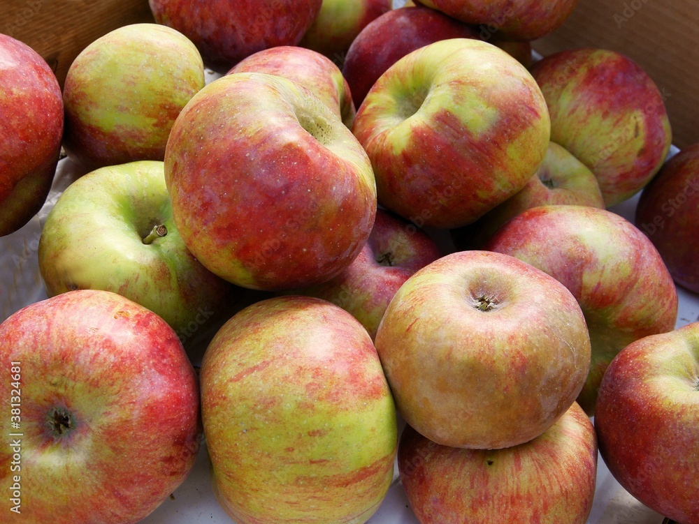 multicolor tasty apples as wholesome food multicolor tasty apples as wholesome food