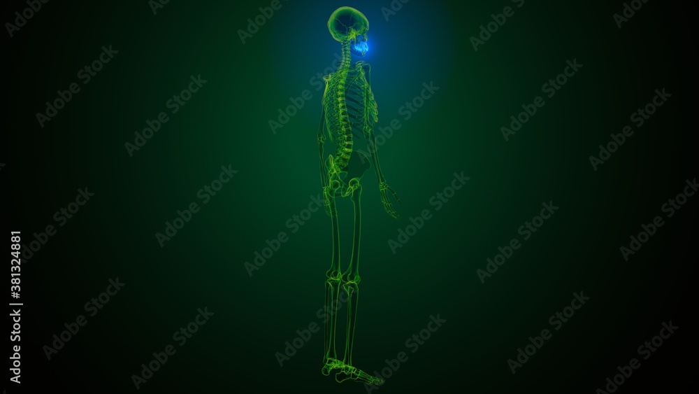 3d illustration of human skeleton skull mandible bone anatomy 3d illustration of human skeleton skull mandible bone anatomy