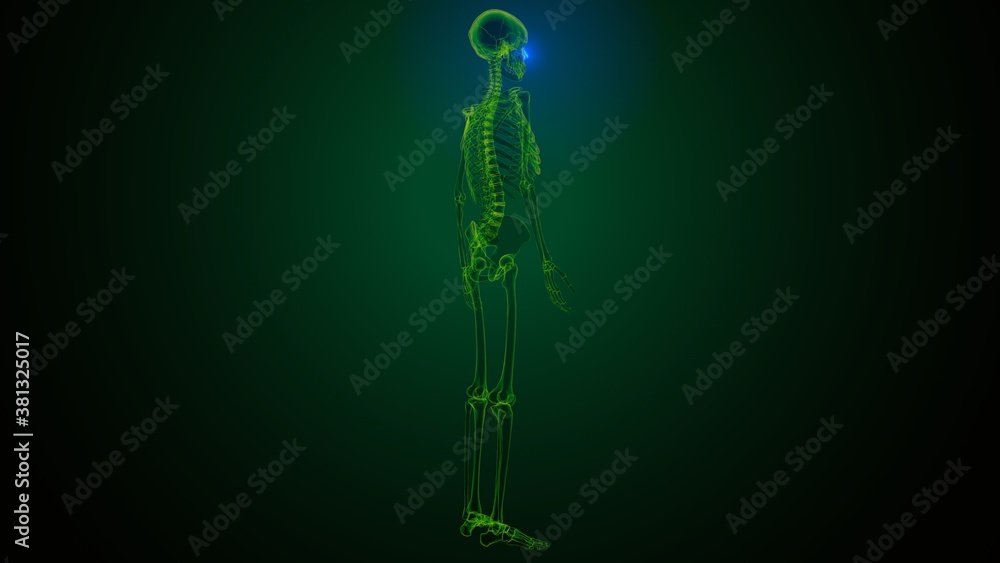 3c illustration of human skeleton skull temporal bone anatomy 3c illustration of human skeleton skull temporal bone anatomy
