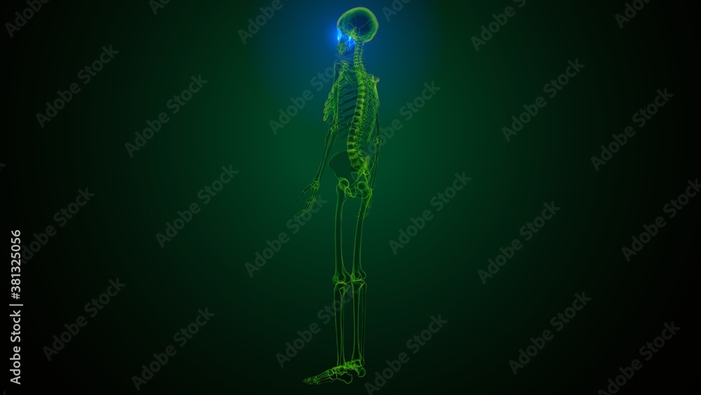 3c illustration of human skeleton skull temporal bone anatomy 3c illustration of human skeleton skull temporal bone anatomy