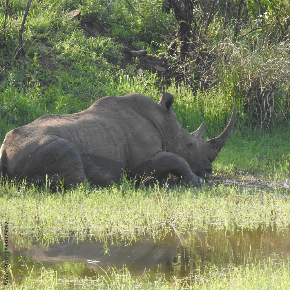 Fototapeta premium Rhino in the wild