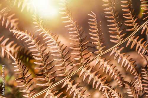 beautiful brown fern in the...