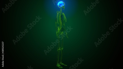 3d illustration of human skeleton skull parietal bone anatomy