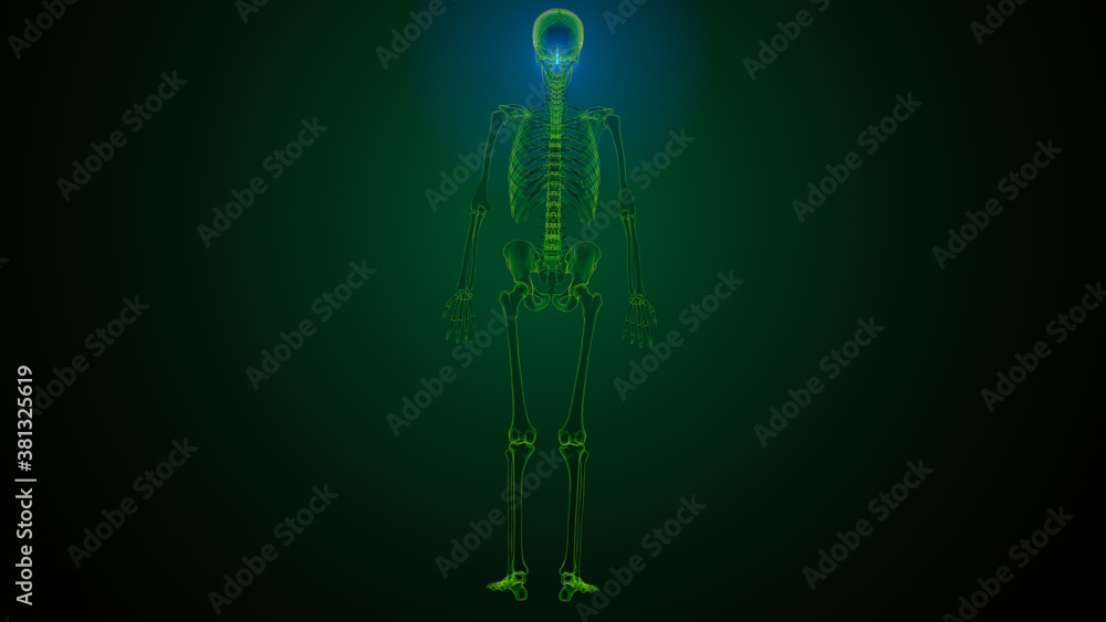 3d illustration of human skeleton skull spheroid bone anatomy
