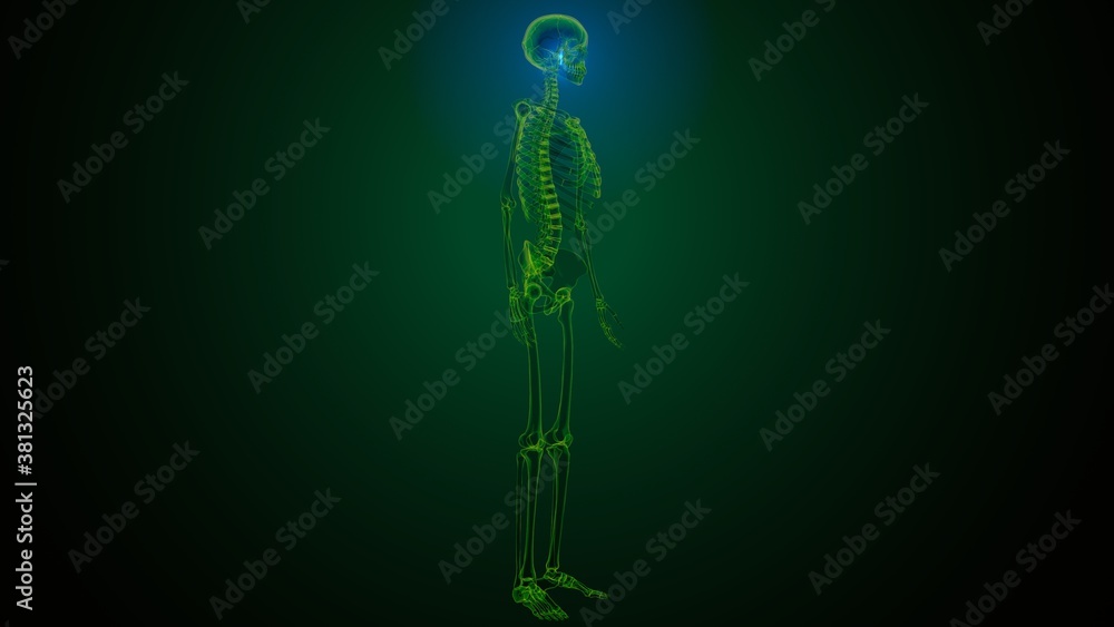 3d illustration of human skeleton skull spheroid bone anatomy
3d illustration of human skeleton skull spheroid bone anatomy