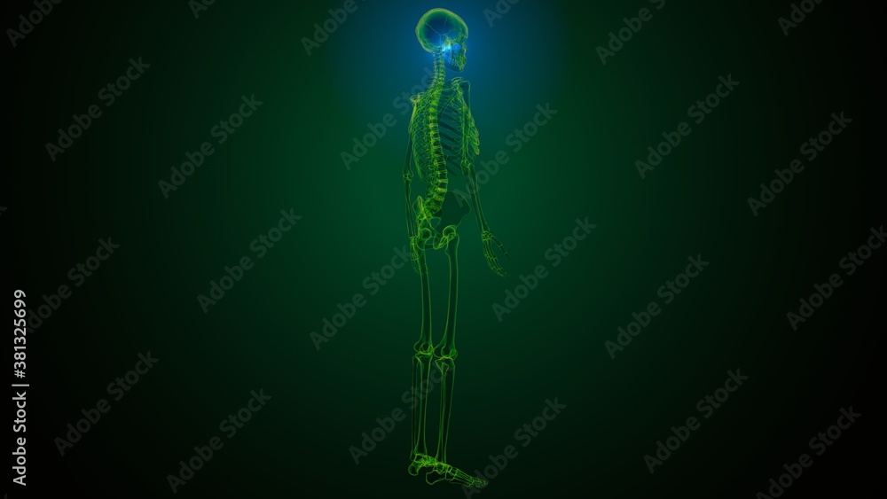 3d illustration of human skeleton skull spheroid bone anatomy
3d illustration of human skeleton skull spheroid bone anatomy