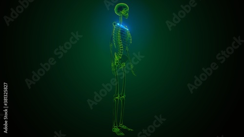 3d illustration of human skeleton anatomy rib cage 1st bone