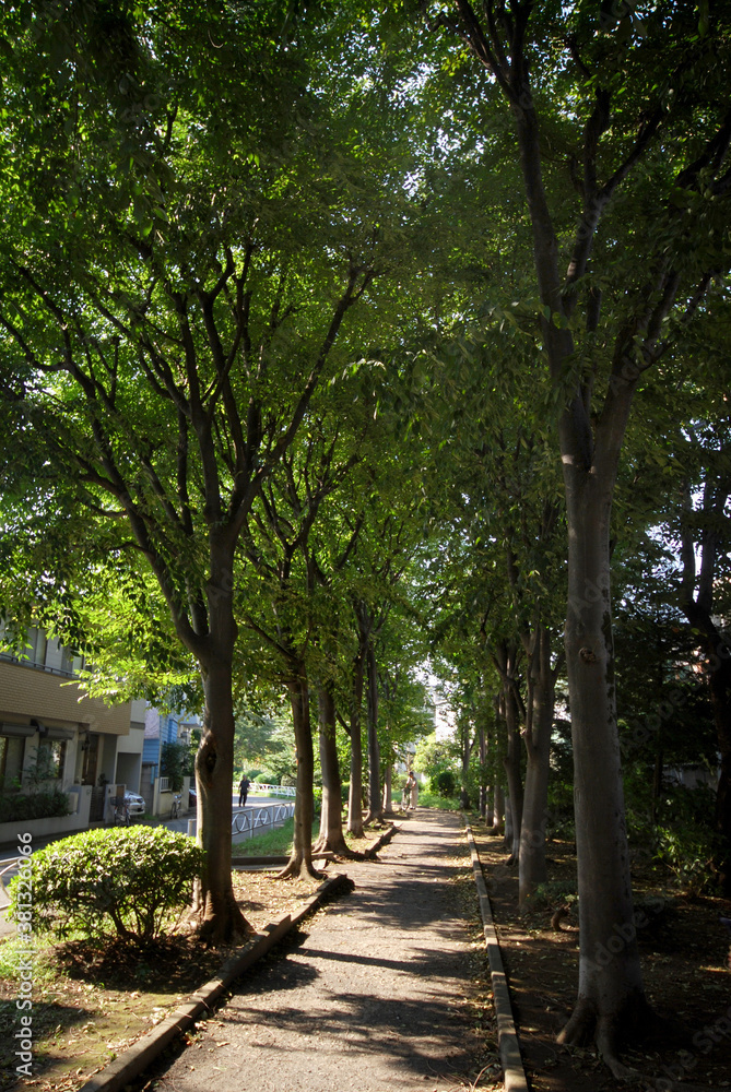 烏山川緑道（東京都世田谷区船橋）