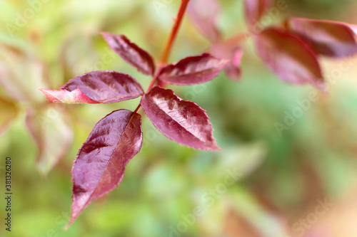 A branch of a plant with dark dense purple leaves in the garden at morning. Blurred nature background.