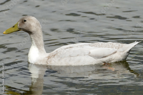 Grau-Weisse Ente auf See   Fluss   Teich