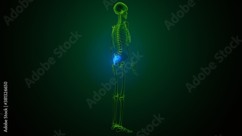 3d illustration of human skeleton anatomy sacra bone