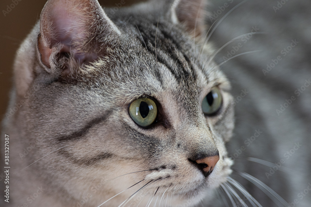 Obraz premium 見つめる猫ちゃん サバトラ猫