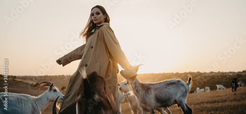 Fotografie, Tablou Shepherdess walks in a pasture among goats at sunset.