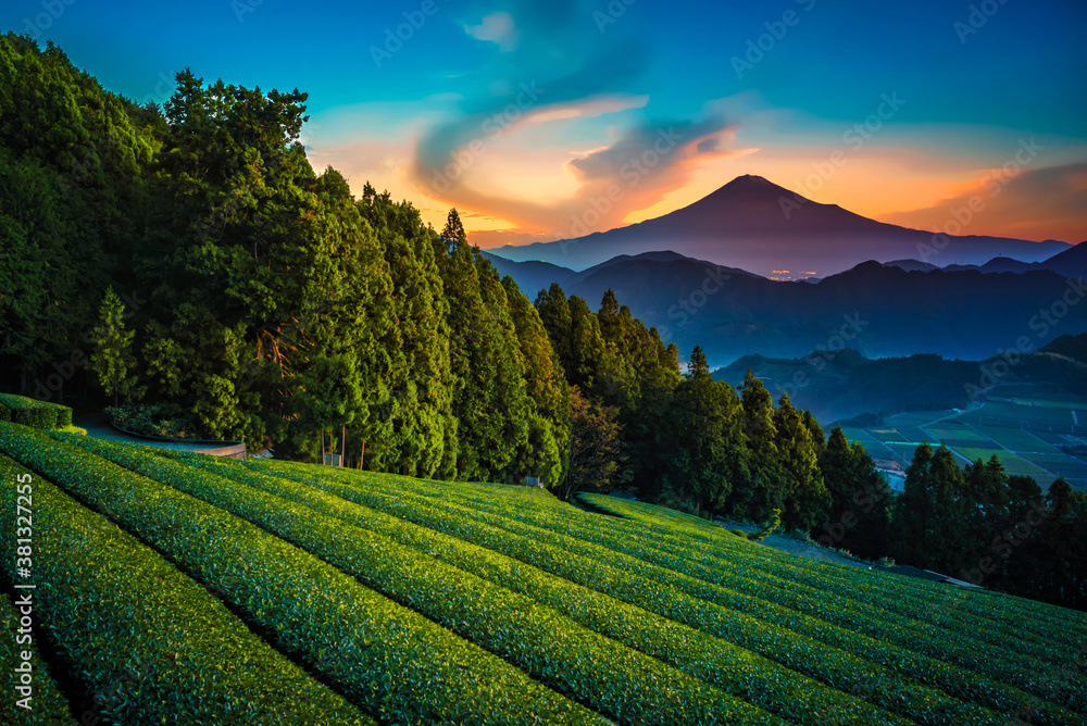 Mt. Fuji with green tea field at sunrise in Shizuoka, Japan. Mt. Fuji with green tea field at sunrise in Shizuoka, Japan.