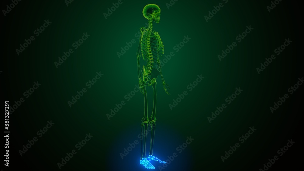 Fototapeta premium 3d render of human skeleton foot bones anatomy 
