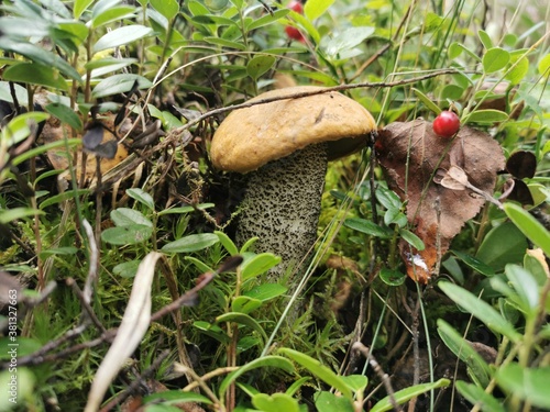 squirrel in the forest