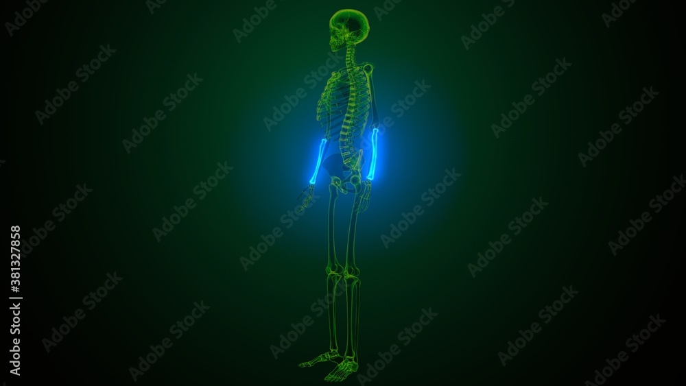 Fototapeta premium 3d illustration of human skeleton radius and ulna bone anatomy 