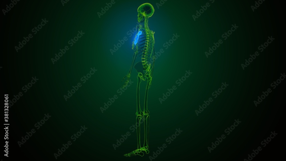 Fototapeta premium 3d illustration of human skeleton sternum bone anatomy