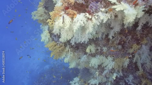 Maldivian colorful soft corals hanging from the ceiling of a cave
 photo