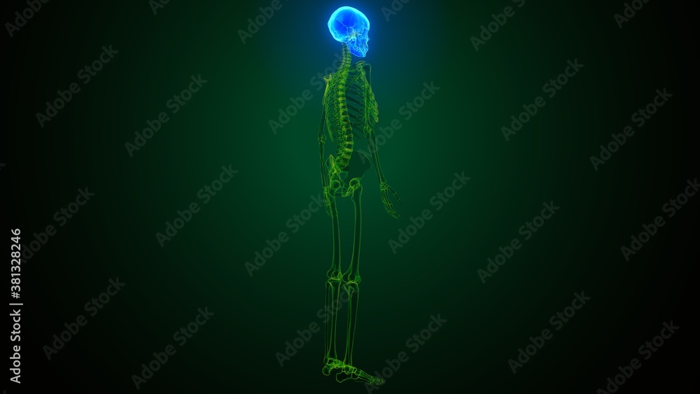 3d render of human skeleton skull bone anatomy
3d render of human skeleton skull bone anatomy