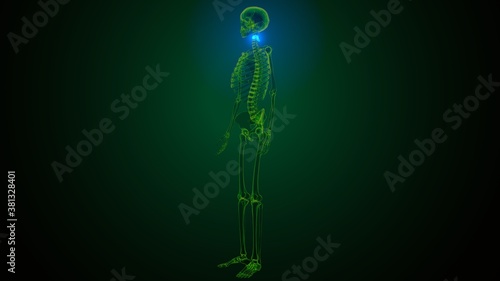 3d render of human skeleton cervical vertebrae bone anatomy 