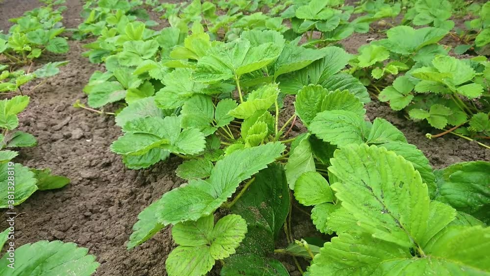 Bushes of strawberry, lines of plants on the garden, soft focus background Bushes of strawberry, lines of plants on the garden, soft focus background