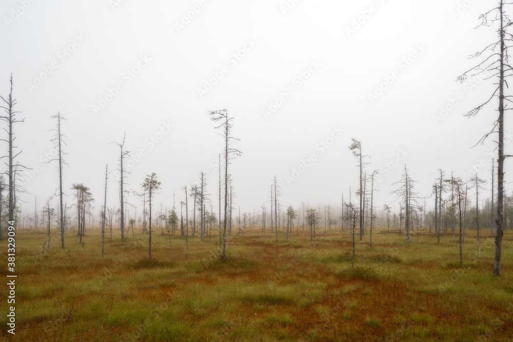 Bog landscape in North Karelia wilderness of Finland Bog landscape in North Karelia wilderness of Finland