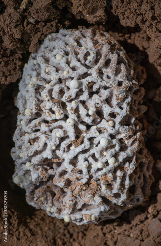 Image of Termites fungus gardens (Fungal Ball) of the fungal growth which is food for termites in the termites nest under the ground photo