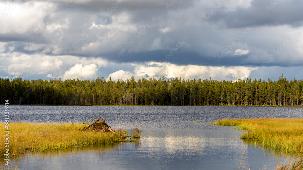 Beaver nest in North Karelia wilderness of Finland