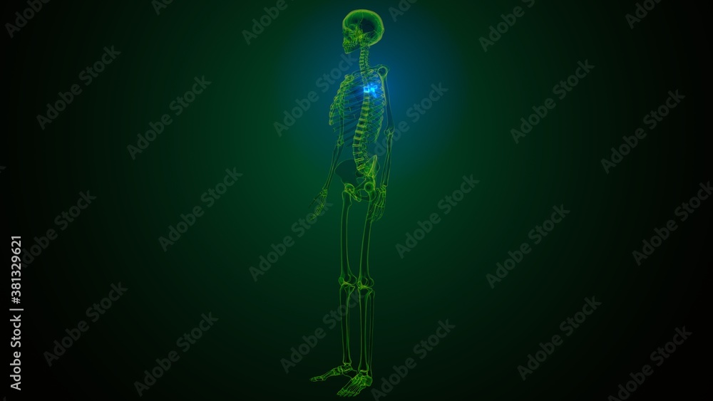 3d render of human skeleton thoracic vertebrae bone anatomy
3d render of human skeleton thoracic vertebrae bone anatomy