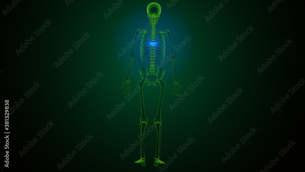 3d render of human skeleton thoracic vertebrae bone anatomy
3d render of human skeleton thoracic vertebrae bone anatomy