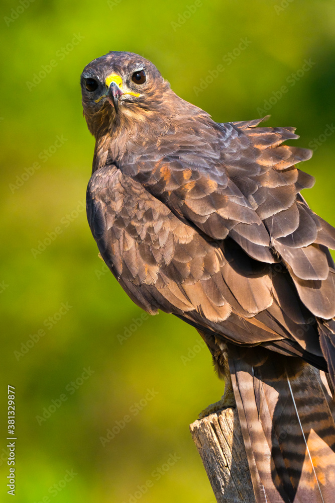 Naklejka premium Buzzard, Buteo buteo, Spanish Forest, Castile and Leon, Spain, Europe