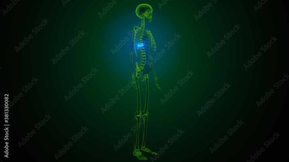 3d render of human skeleton thoracic vertebrae bone anatomy
3d render of human skeleton thoracic vertebrae bone anatomy