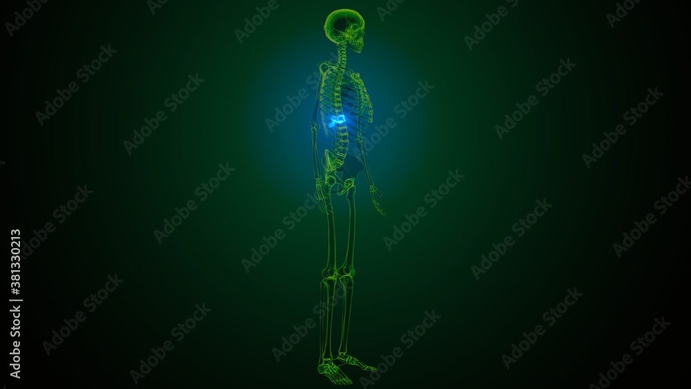 3d render of human skeleton thoracic vertebrae bone anatomy
3d render of human skeleton thoracic vertebrae bone anatomy