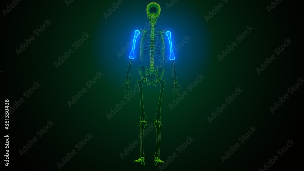3d render of human skeleton anatomy fibula and ulna bone 3d render of human skeleton anatomy fibula and ulna bone