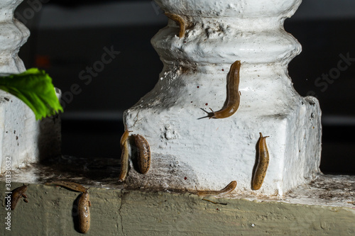 Macro closeup of a leech family climbed up on a wall after a heavy rainfall