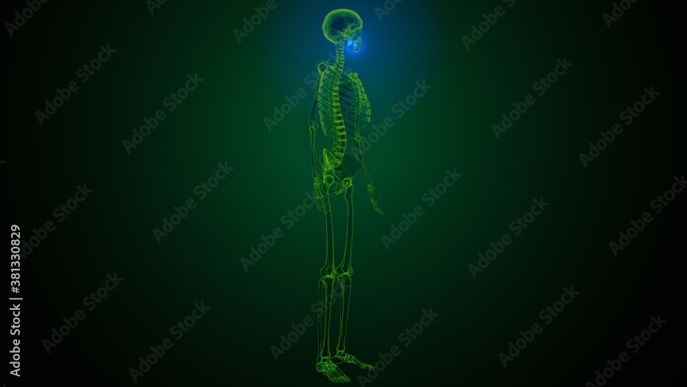 3d illustration of human skeleton skull maxilla bone anatomy 3d illustration of human skeleton skull maxilla bone anatomy