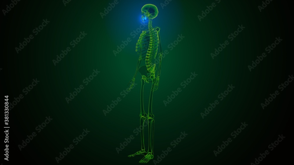 3d illustration of human skeleton skull maxilla bone anatomy 3d illustration of human skeleton skull maxilla bone anatomy