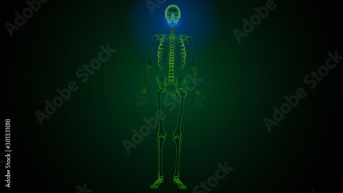 3d illustration Human Skeleton Skull Maxilla Bone Anatomy 