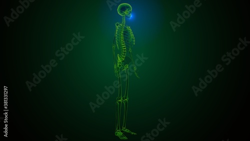 3d illustration Human Skeleton Skull Maxilla Bone Anatomy 