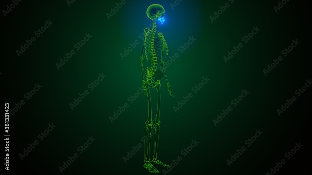 3d illustration of human skeleton skull maxilla bone anatomy 3d illustration of human skeleton skull maxilla bone anatomy
