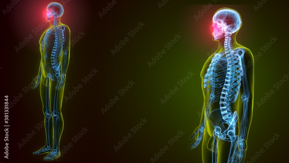 3d illustration of human skeleton skull temporal bone anatomy 3d illustration of human skeleton skull temporal bone anatomy
