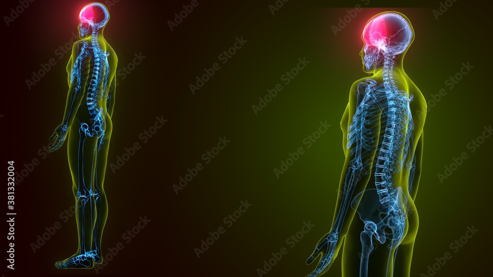 3d illustration of human skeleton skull parietal bone anatomy 3d illustration of human skeleton skull parietal bone anatomy