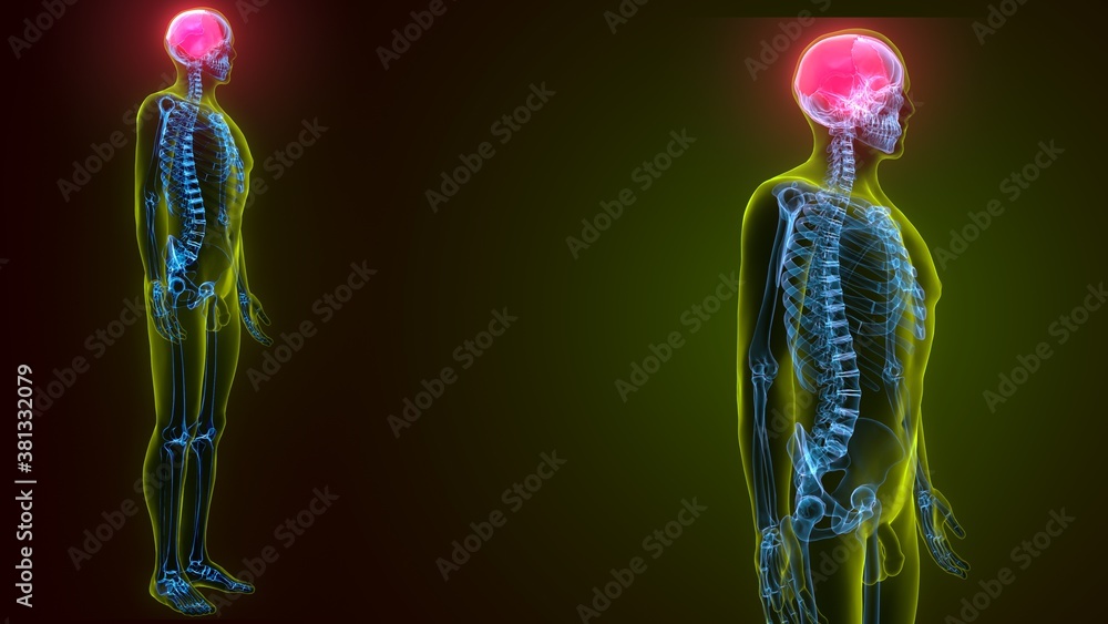 3d illustration of human skeleton skull parietal bone anatomy 3d illustration of human skeleton skull parietal bone anatomy