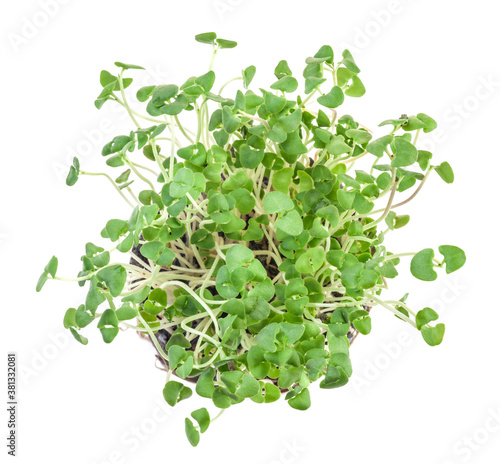 Sprouted basil seeds microgreens