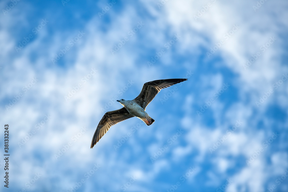 seagull in flight in the sky seagull in flight in the sky