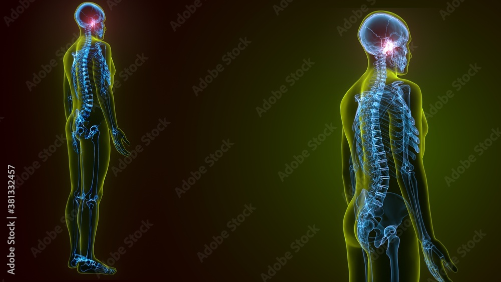 3d illustration human skeleton skull spheroid bone anatomy 3d illustration human skeleton skull spheroid bone anatomy