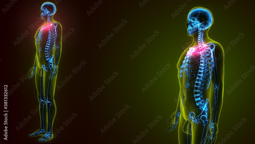 3d illustration of Human skeleton anatomy rib cage 3d illustration of Human skeleton anatomy rib cage